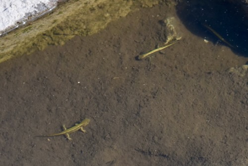 Newts