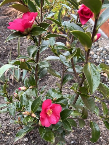 Camelia