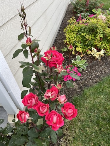 Rose