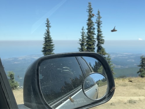 Flies