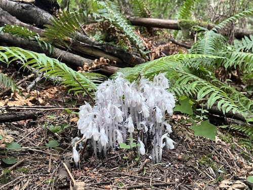 Indian Pipe