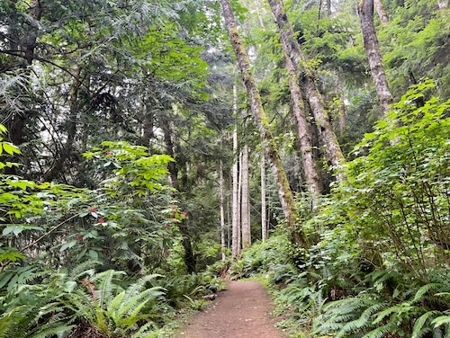 Trail