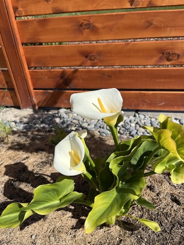 Calla