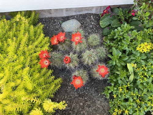Cactus