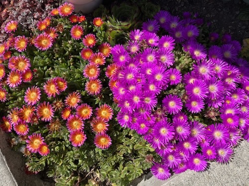 Ice plant
