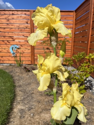 Iris