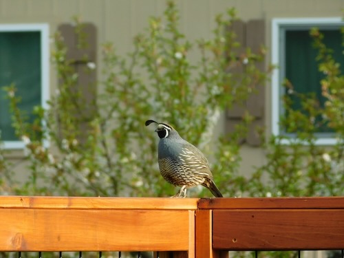 Quail