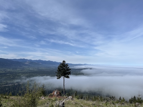 Marine Layer