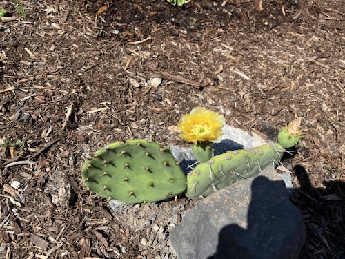 Cactus