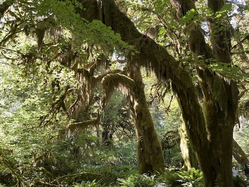 Moss