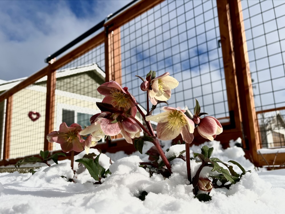Hellebore