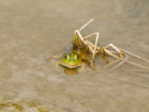 Frog
