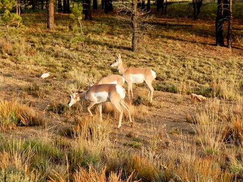 Pronghorn