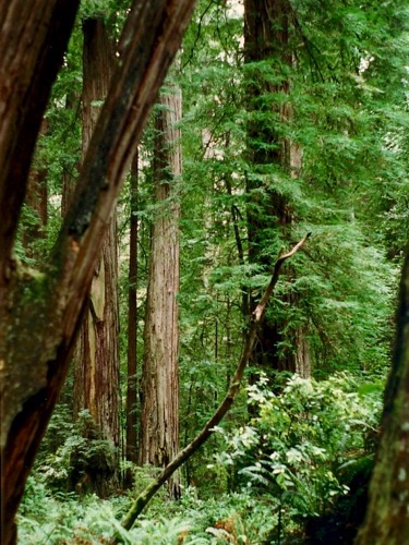 Redwoods