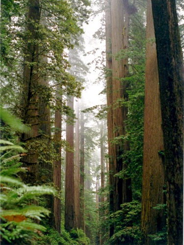 Trees