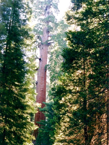 Sequoia
