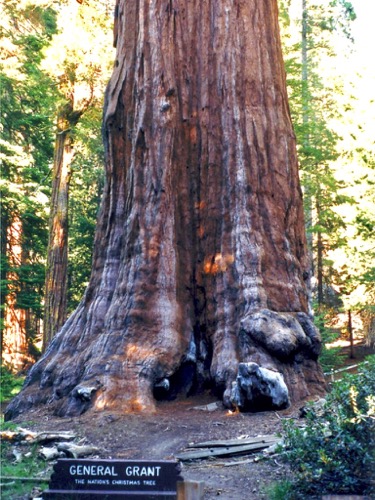Sequoia