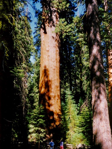 Sequoia