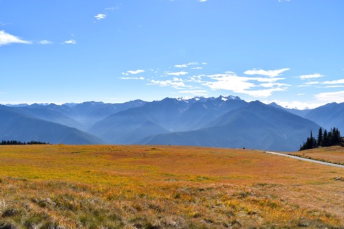Meadow