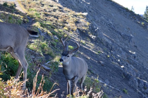Deer