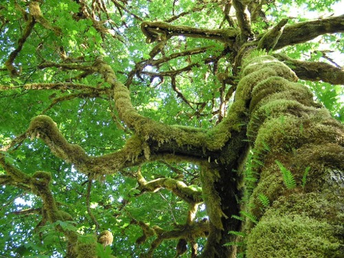 Mossy Trees