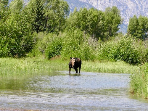 Moose