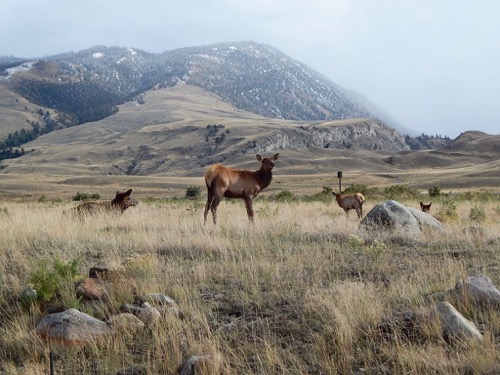 Elk