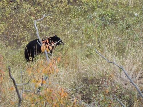 Bear