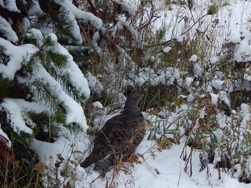 Grouse