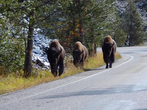 Bison