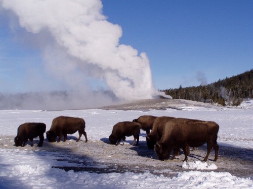 Bison at Old Faithful