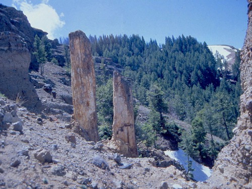 Petrified Trees