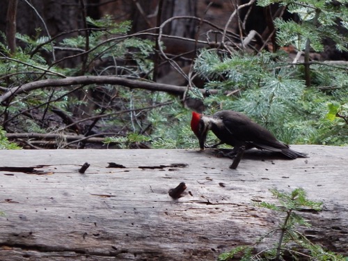 Woodpecker