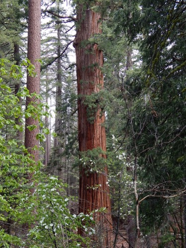 Sequoia