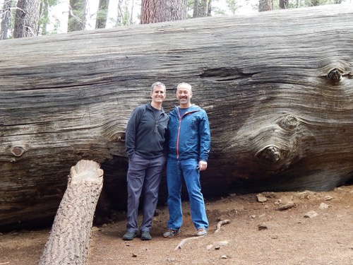 Fallen Sequoia