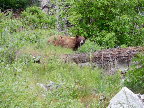 Bear